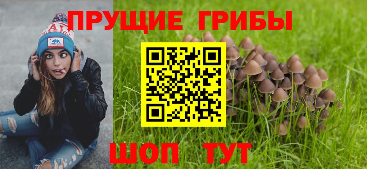 где купить наркоту  Галлюциногенные грибы Psilocybine cubensis  Мирный  Вход с VPN  Псилоцибиновые грибы мицелий 
